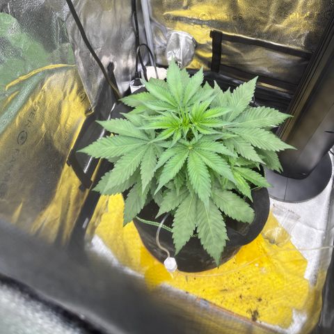 Candy Kush Express growlog timeline photo