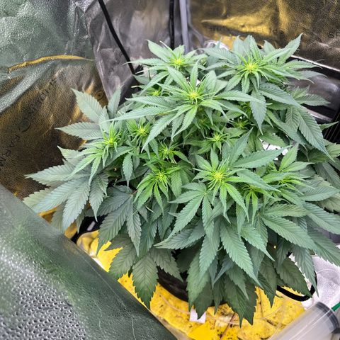 Candy Kush Express growlog timeline photo