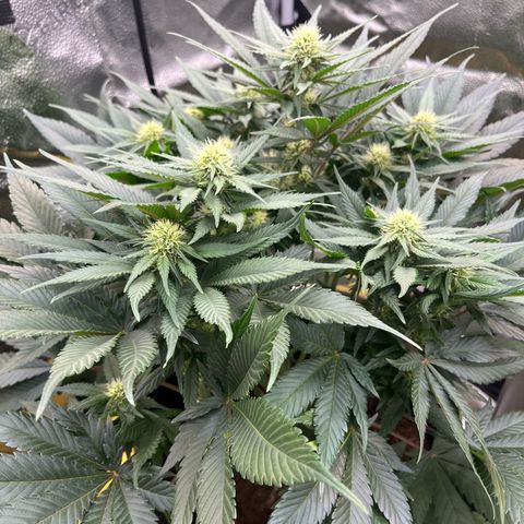 Candy Kush Express growlog timeline photo