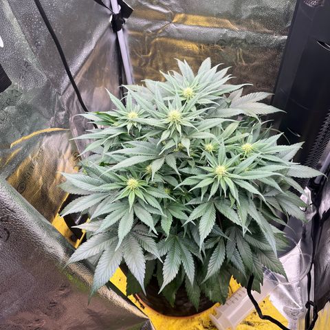 Candy Kush Express growlog timeline photo