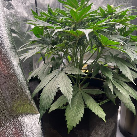 Candy Kush Express growlog timeline photo