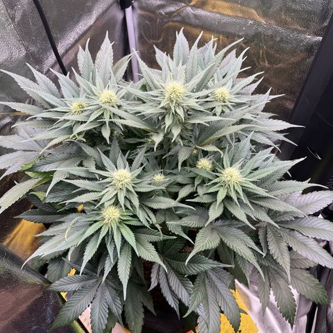 Candy Kush Express growlog timeline photo