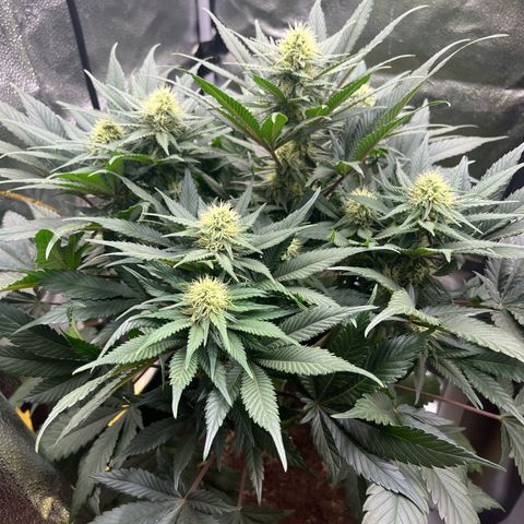Candy Kush Express growlog timeline photo