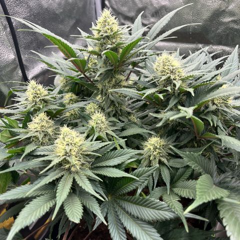 Candy Kush Express growlog timeline photo