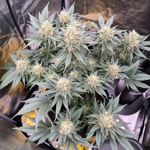 Candy Kush Express growlog timeline photo