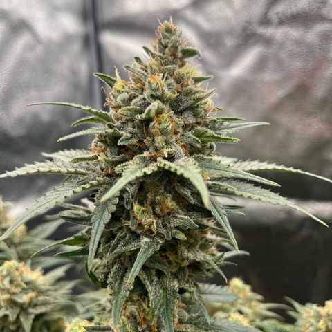 Candy Kush Express growlog timeline photo