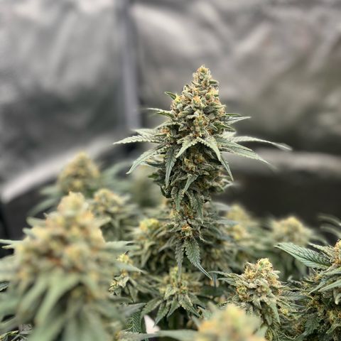 Candy Kush Express growlog timeline photo