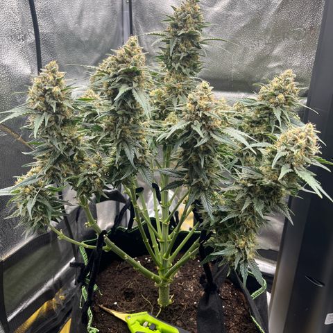 Candy Kush Express growlog timeline photo