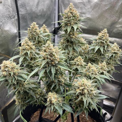 Candy Kush Express growlog timeline photo