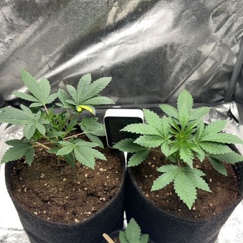 Dos si Dos 33 BF #1 growlog timeline photo