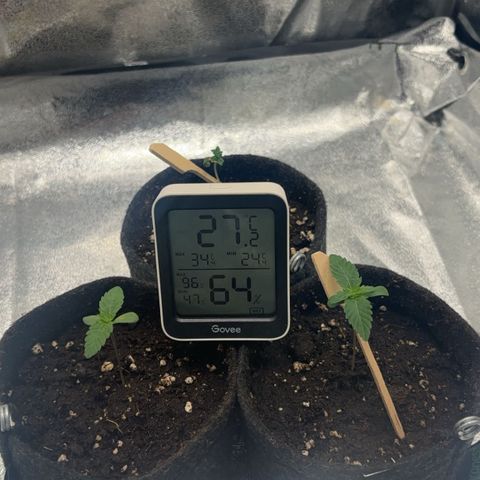 Dos si Dos 33 BF #1 growlog timeline photo