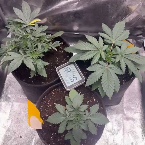 Dos si Dos 33 BF #1 growlog timeline photo