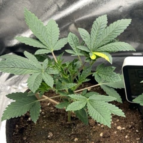 Dos si Dos 33 BF #1 growlog timeline photo