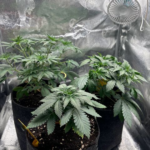 Dos si Dos 33 BF #1 growlog timeline photo