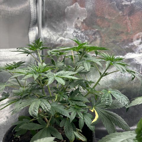 Dos si Dos 33 BF #1 growlog timeline photo