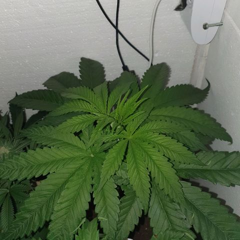 Critical growlog timeline photo