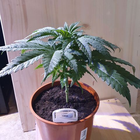 Critical growlog timeline photo