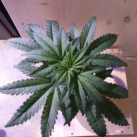 Critical growlog timeline photo