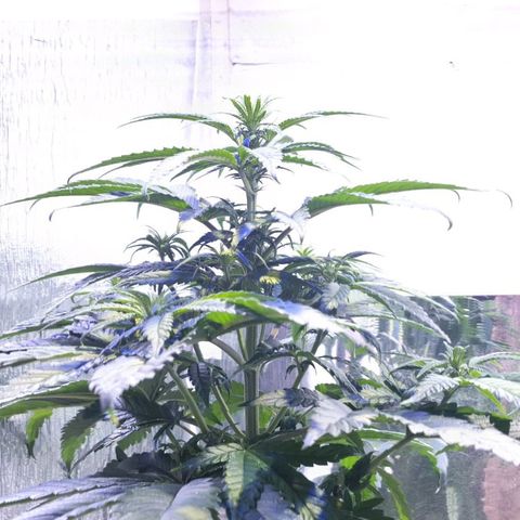 Critical growlog timeline photo