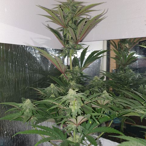 Critical growlog timeline photo