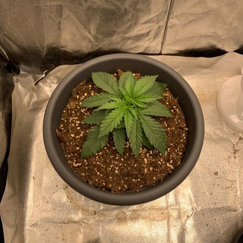 Mimosa x orange barneys Indoor  growlog timeline photo
