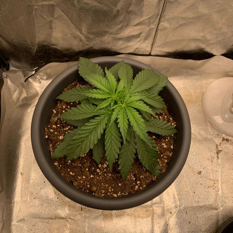 Mimosa x orange barneys Indoor  growlog timeline photo