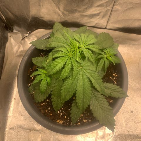 Mimosa x orange barneys Indoor  growlog timeline photo