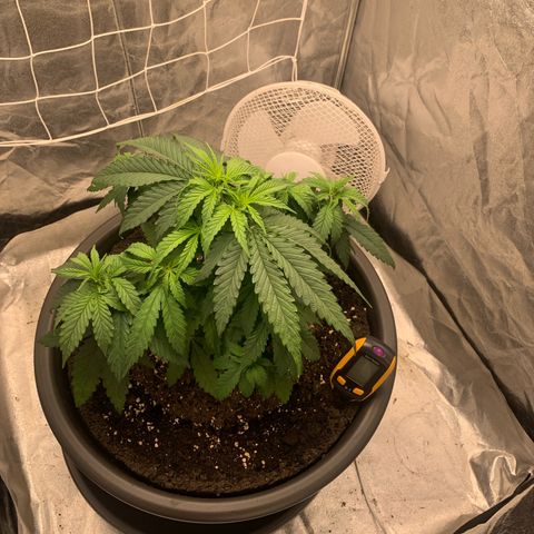 Mimosa x orange barneys Indoor  growlog timeline photo