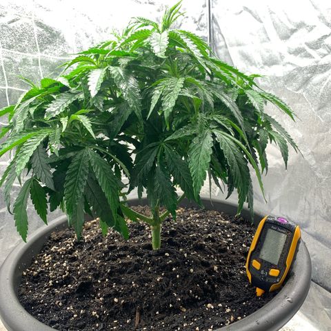 Mimosa x orange barneys Indoor  growlog timeline photo