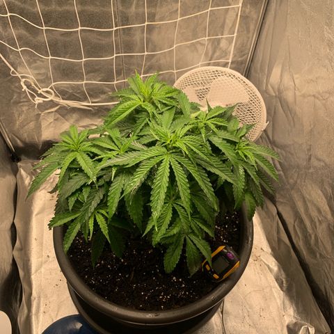 Mimosa x orange barneys Indoor  growlog timeline photo