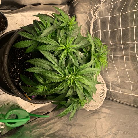 Mimosa x orange barneys Indoor  growlog timeline photo