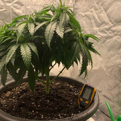 Mimosa x orange barneys Indoor  growlog timeline photo