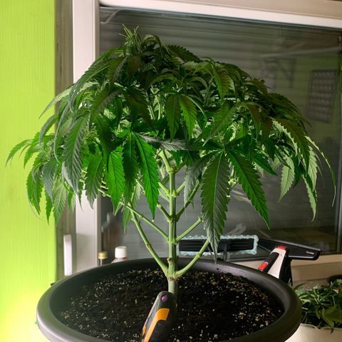 Mimosa x orange barneys Indoor  growlog timeline photo