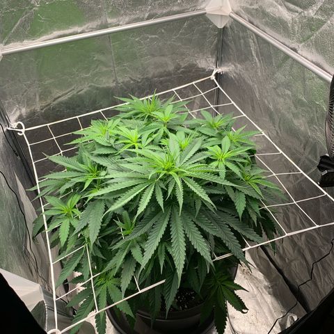 Mimosa x orange barneys Indoor  growlog timeline photo