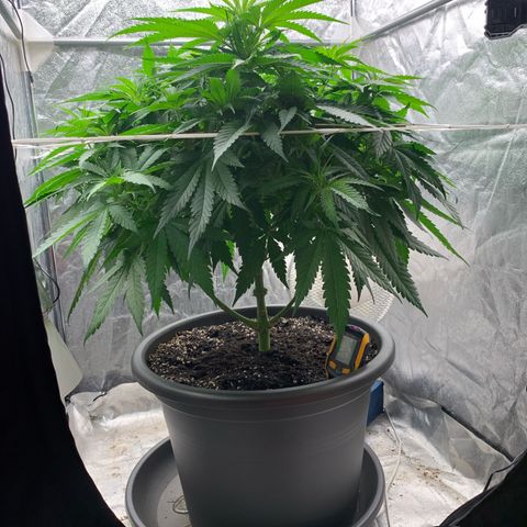 Mimosa x orange barneys Indoor  growlog timeline photo