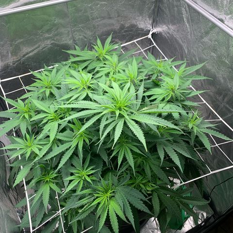 Mimosa x orange barneys Indoor  growlog timeline photo