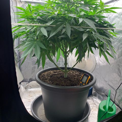 Mimosa x orange barneys Indoor  growlog timeline photo
