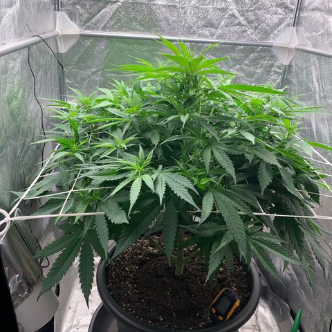 Mimosa x orange barneys Indoor  growlog timeline photo
