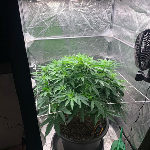 Mimosa x orange barneys Indoor  growlog timeline photo