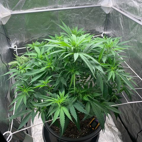 Mimosa x orange barneys Indoor  growlog timeline photo