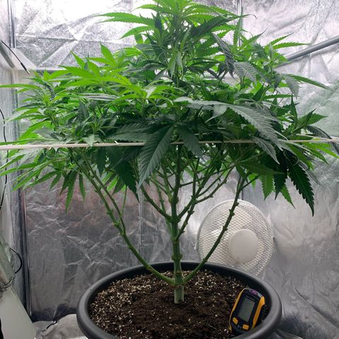 Mimosa x orange barneys Indoor  growlog timeline photo