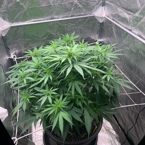 Mimosa x orange barneys Indoor  growlog timeline photo