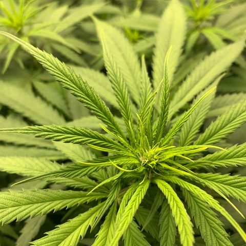 Mimosa x orange barneys Indoor  growlog timeline photo