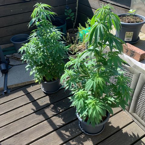 Mimosa x orange barneys Balkony growlog timeline photo