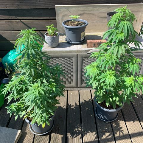 Mimosa x orange barneys Balkony growlog timeline photo