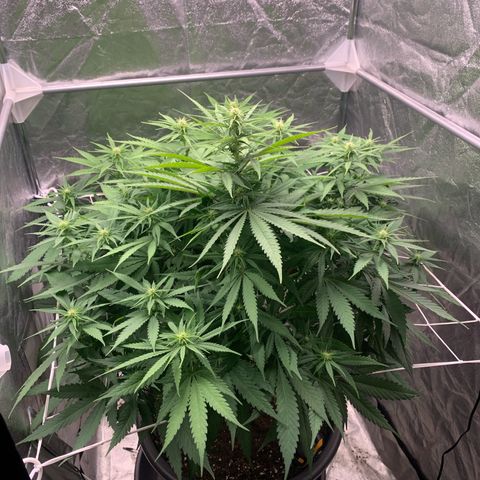 Mimosa x orange barneys Indoor  growlog timeline photo