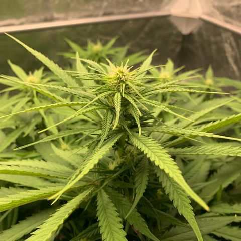 Mimosa x orange barneys Indoor  growlog timeline photo