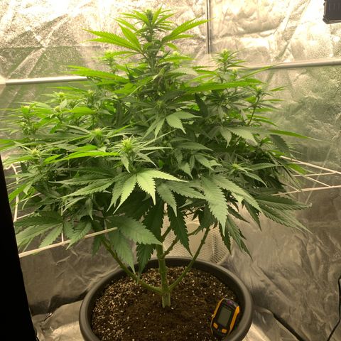 Mimosa x orange barneys Indoor  growlog timeline photo