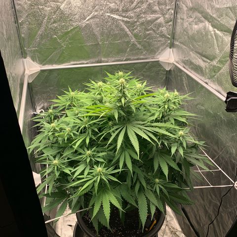 Mimosa x orange barneys Indoor  growlog timeline photo