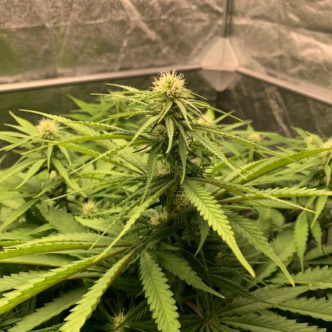 Mimosa x orange barneys Indoor  growlog timeline photo